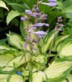 Hosta Island Charm